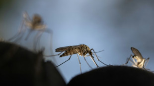 USA melden erste lokale Malaria-Fälle seit 20 Jahren