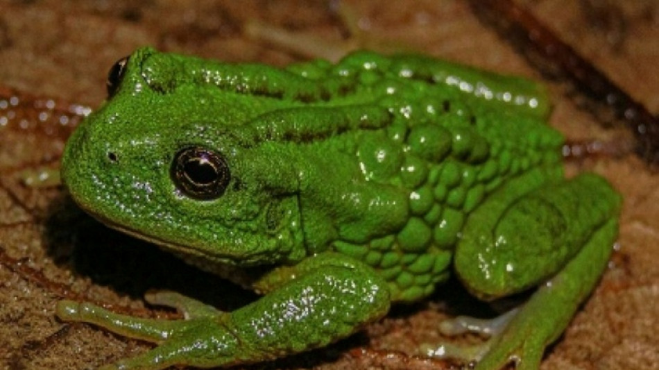  New frog species carrying eggs on back discovered in Peru 