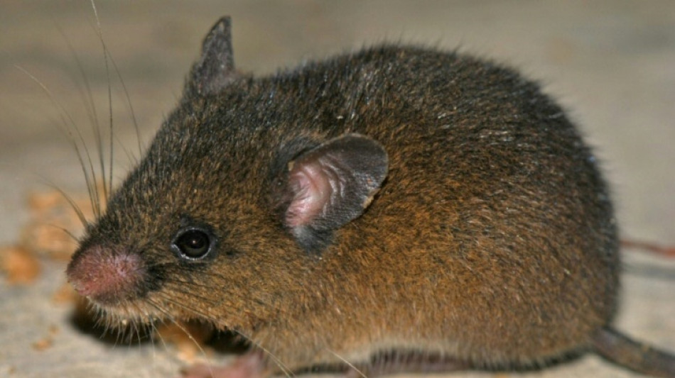  D&eacute;couverte d'une nouvelle esp&egrave;ce de petit rongeur dans les Andes p&eacute;ruviennes 