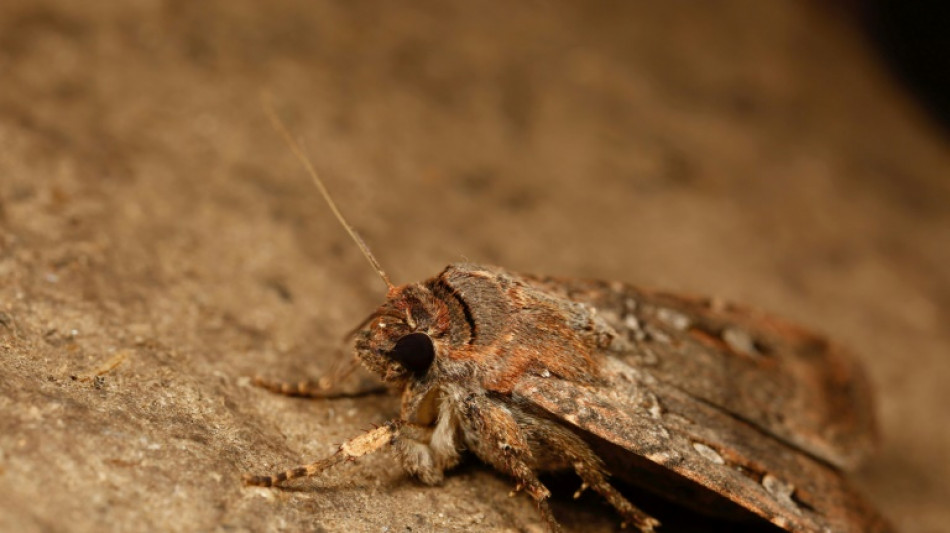 Moth uses stars to navigate long distances, scientists discover