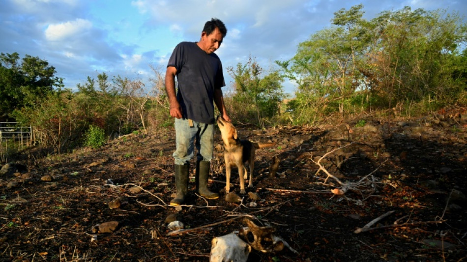  El Nino weather pattern enters record territory: scientist 