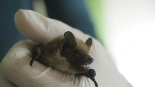 Aposentado holandês ajuda a resolver mistério de inusitado órgão sexual de um morcego