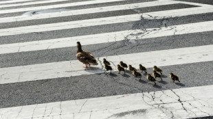Entenfamilie auf Abwegen sorgt in Hessen f&uuml;r Autobahnsperrung