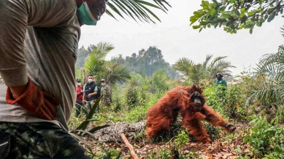  Indon&eacute;sie : des dizaines d'orangs-outans sauv&eacute;s des incendies 