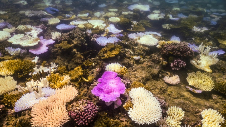 La Gran Barrera de Coral australiana sufre el peor blanqueamiento jamás registrado