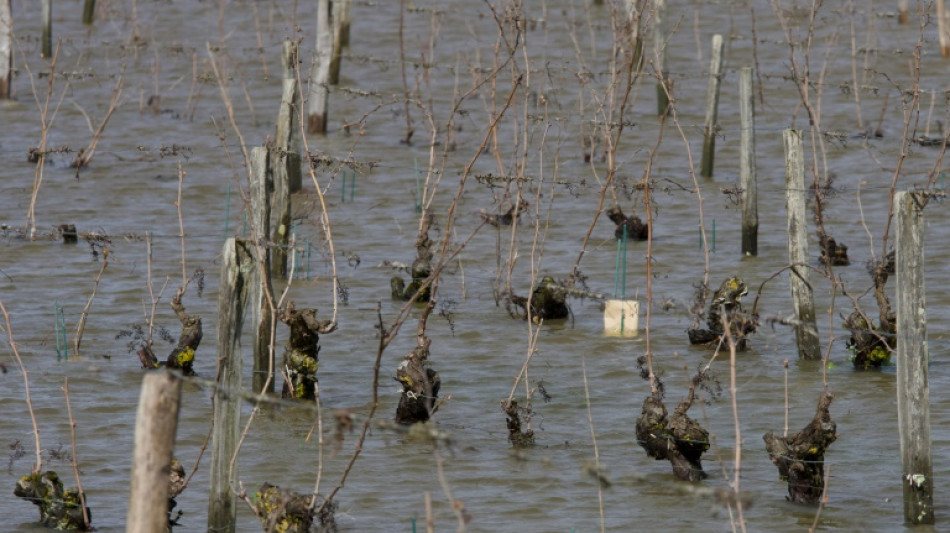 Wetterextreme f&uuml;hren zu schlechtester Weinernte seit 62 Jahren