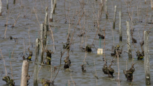 Wetterextreme f&uuml;hren zu schlechtester Weinernte seit 62 Jahren