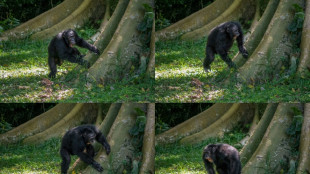 Les chimpanzés tambourinent en rythme et de manières différentes (étude)
