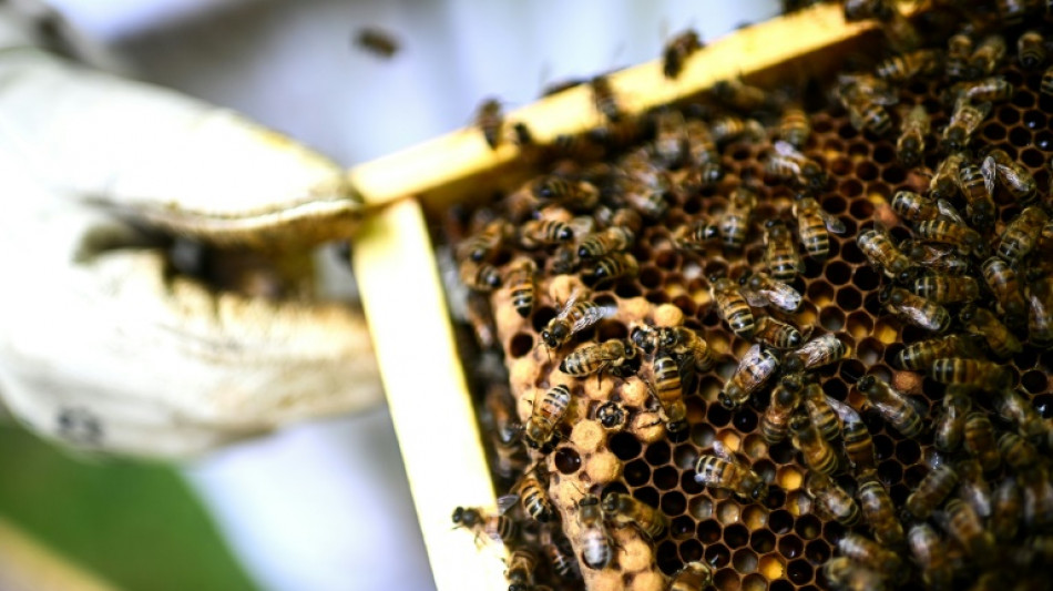  Frankreich l&auml;sst zwei verbotene Insektengifte unter Auflagen wieder zu 