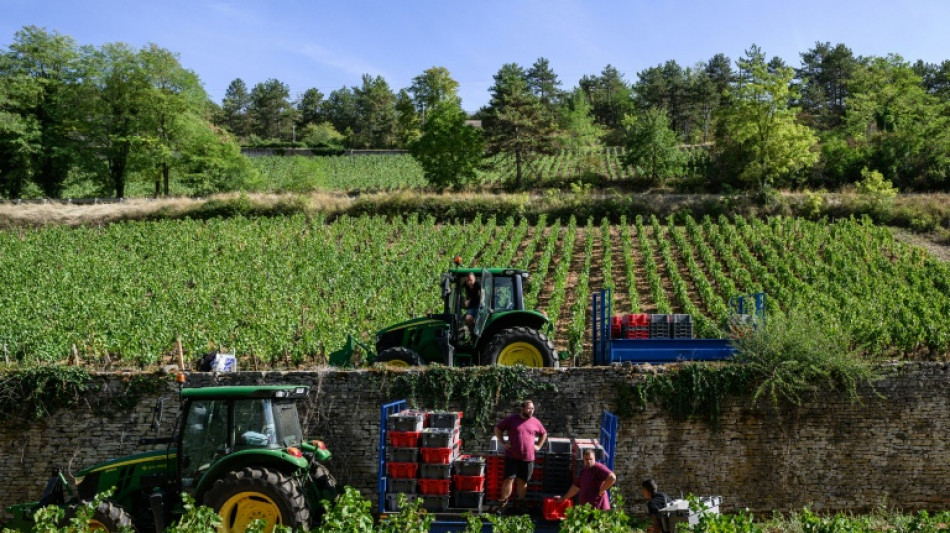  Fran&ccedil;a registra menor produ&ccedil;&atilde;o de vinho desde 1957 por seca e ondas de calor 