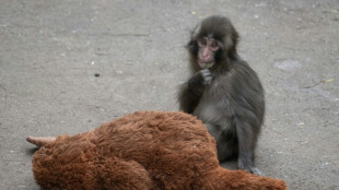 El beb&eacute; macaco Punch se adapta con valent&iacute;a y atrae a multitudes en Jap&oacute;n