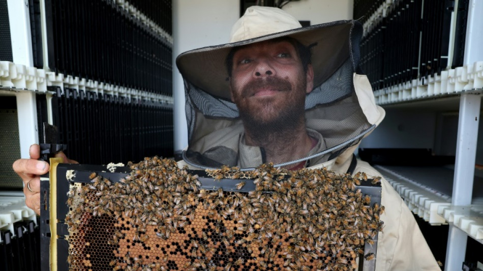 Robot hives in Israel kibbutz hope to keep bees buzzing