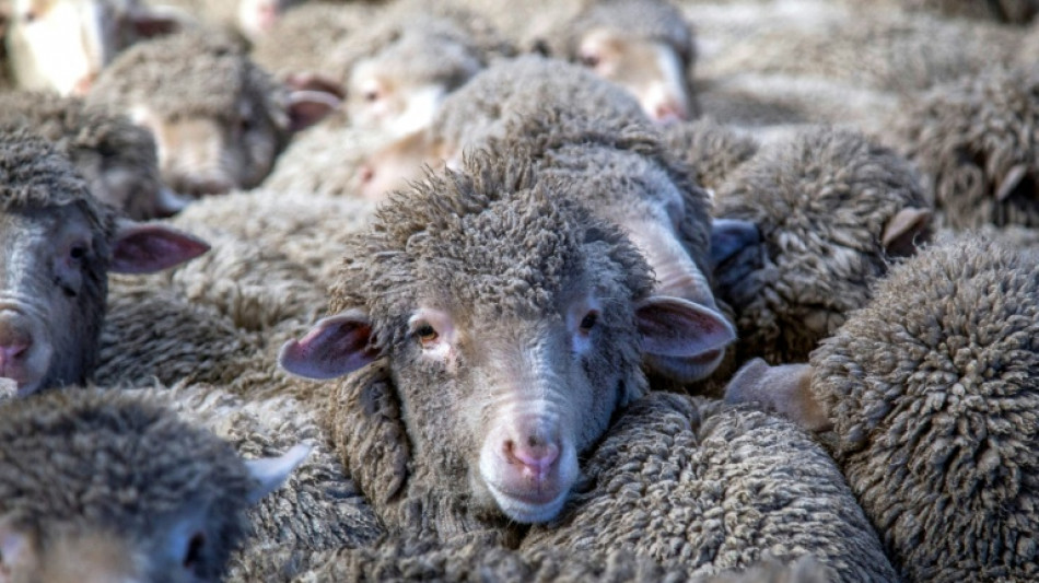  NZ bank in free speech row over 'explicit' sheep memes 
