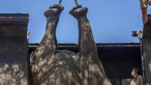 Trasladan en Malaui 250 elefantes en un parque donde la especie casi había desaparecido