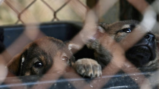 Besitzerin von Gnadenhof darf wegen Tierschutzmängeln nur noch fünf Hunde halten