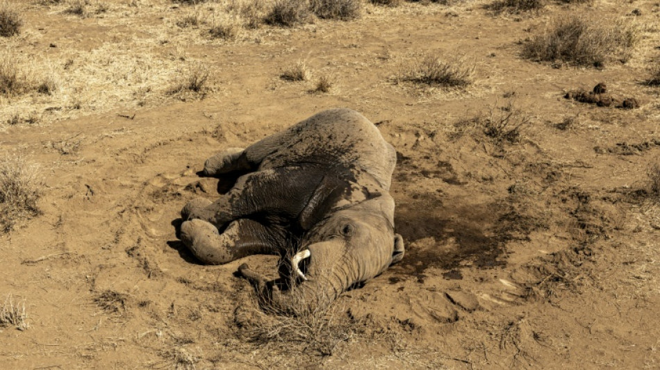  El misterioso mal que est&aacute; matando a los elefantes de Kenia 