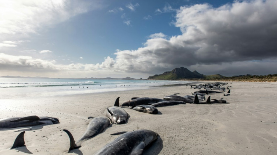 Menschenrechte für Wale: Maori-König fordert Schutz für bedrohte Meeressäuger 