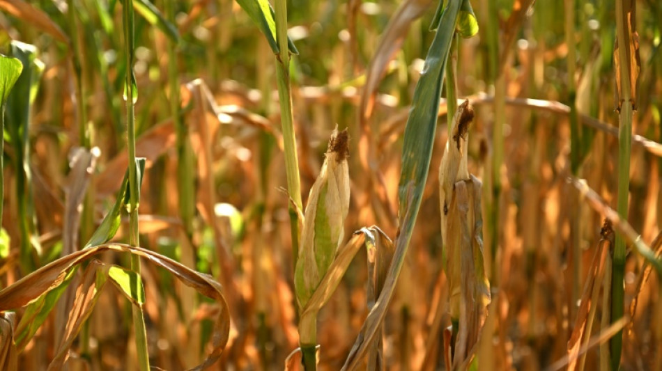  Landwirtschaftsminister Rainer: Lebensmittel werden wegen D&uuml;rre nicht sofort teurer 