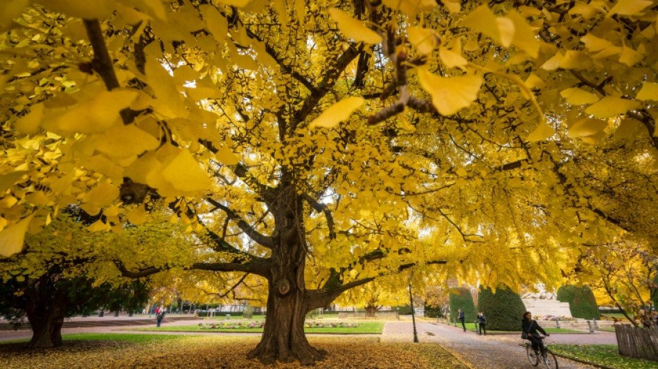 Casi 40% de las especies de árboles están en riesgo de extinción, alerta UICN