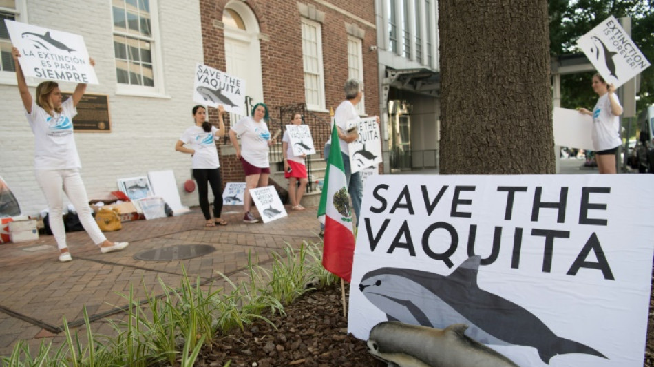 Sanci&oacute;n a M&eacute;xico por no proteger la vaquita marina