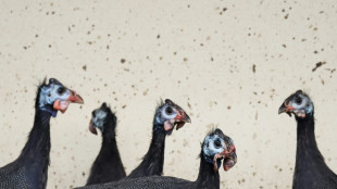 Betrieb in Tschechien muss wegen Vogelgrippe 750.000 Hühner töten