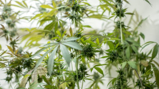 Bericht: Lauterbach-Pläne sehen legalen Besitz von 25 Gramm Cannabis vor