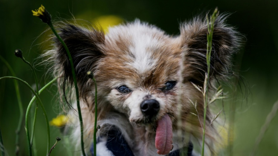  Wom&ouml;glich &auml;ltester Hund der Welt im Alter von 30 Jahren in Frankreich gestorben 