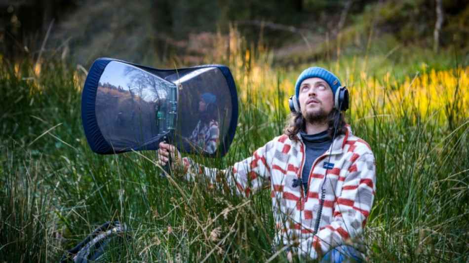 Un irlandés graba los cantos de todas las especies de aves de su país, alarmado por su extinción