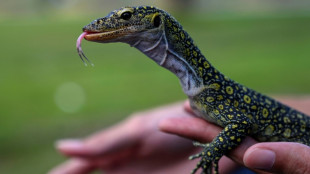 Polizei stößt bei Razzia in Rheinland-Pfalz auf viele vernachlässigte Reptilien