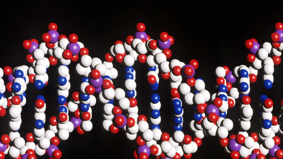 L'evoluzione dei tumori influenzata dal patrimonio genetico dell'individuo 