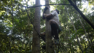 Profession grimpeur d'arbres en Amazonie