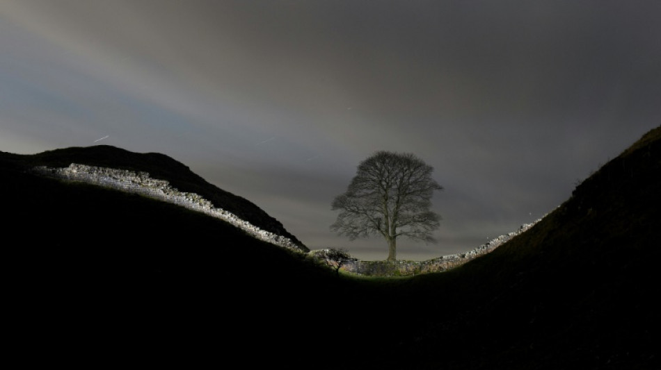 Two men who chopped down iconic UK tree to be sentenced