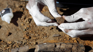 Brasile, scoperti fossili di dinosauro eccezionalmente integri