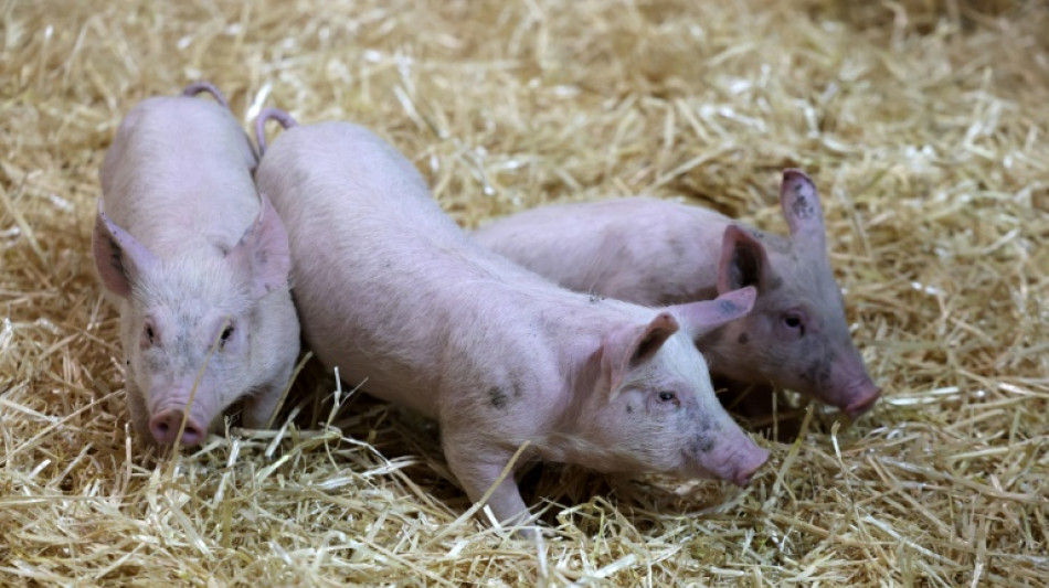  600 Ferkel ohne Wasser: Autobahnpolizei stoppt Tiertransport bei Hitze in Bayern 