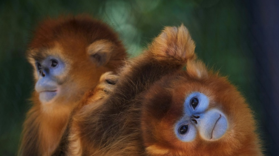  Un b&eacute;b&eacute; singe dor&eacute; est n&eacute; au ZooParc de Beauval, une premi&egrave;re hors d'Asie 