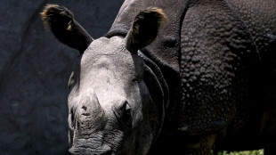 Rinoceronta india Valentina, nuevo huésped de zoológico en Perú