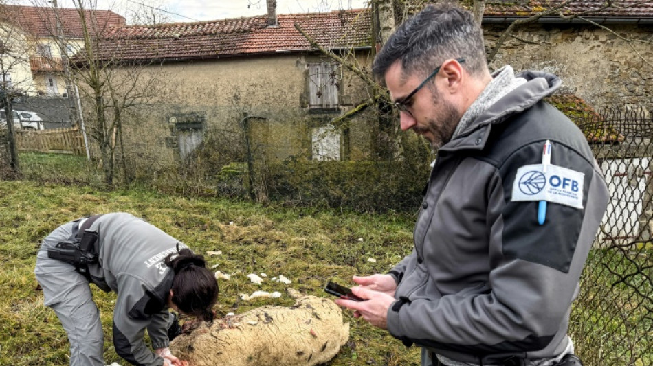  En Haute-Marne, les &eacute;leveurs en d&eacute;tresse tentent de se prot&eacute;ger du loup 