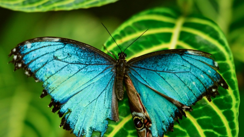  Las altas temperaturas ponen en riesgo a una colorida mariposa tropical, seg&uacute;n un estudio 