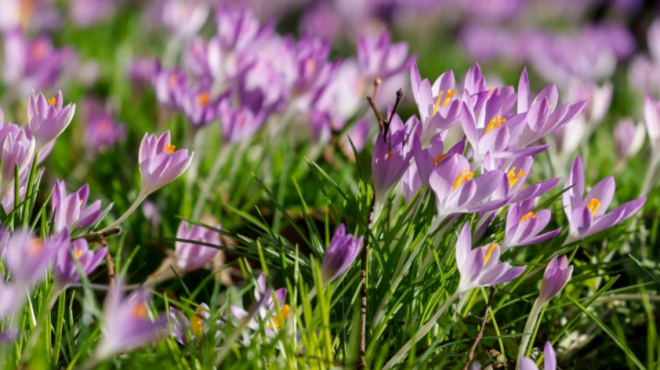 Sonnigster M&auml;rz in Deutschland seit Aufzeichnungsbeginn 