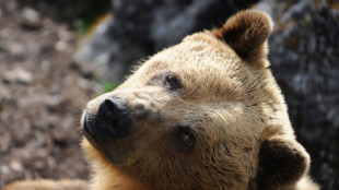 Drei Braunbären in Berliner Zoo eingezogen