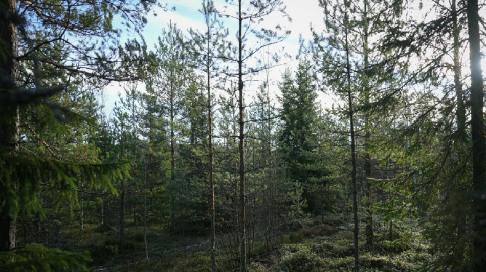 Un proyecto de la UE para proteger áreas verdes genera rechazo en Finlandia