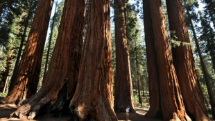 Le séquoia géant, absorbeur de carbone menacé en Californie, prolifère au Royaume-Uni