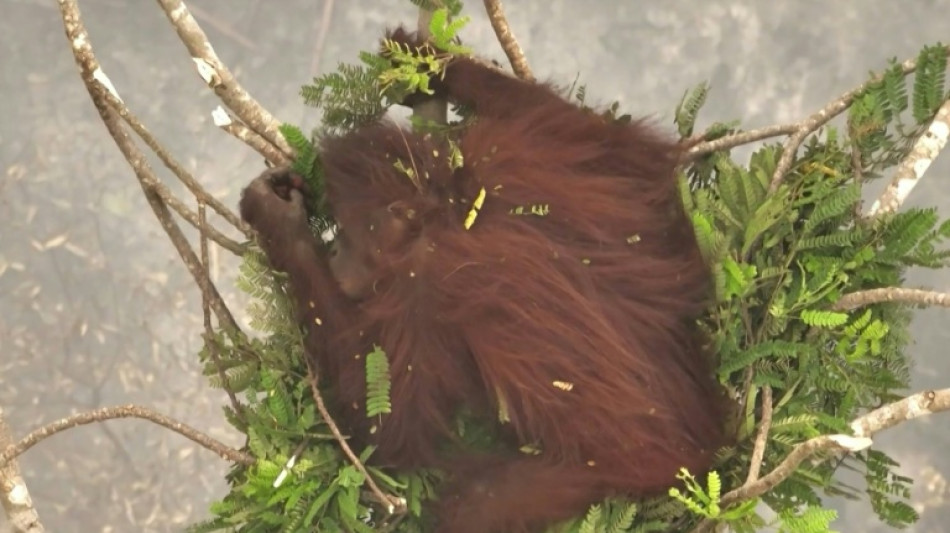  Indonesia suelta en un bosque a ocho orangutanes rescatados de incendios 