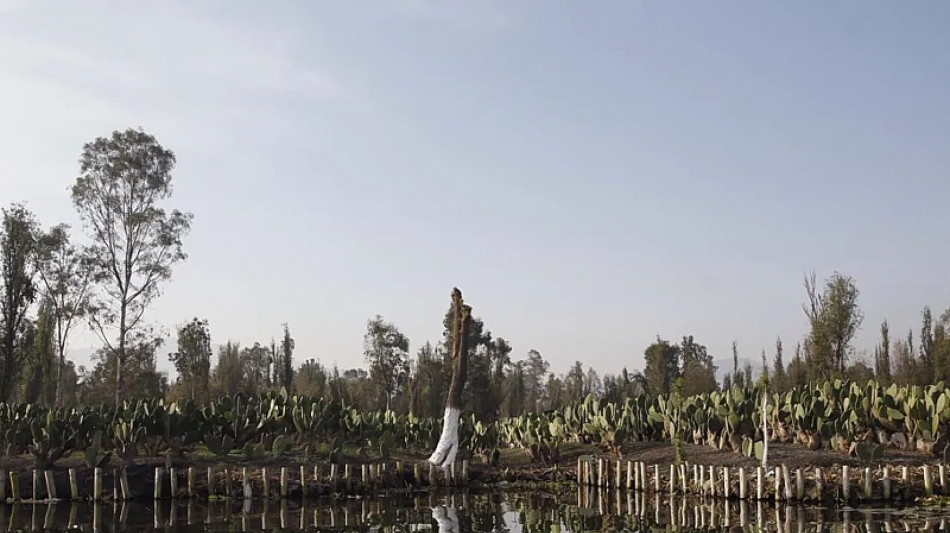 L'antica agricoltura messicana alla Biennale di Venezia