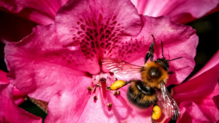 Los abejorros en hibernación son capaces de sobrevivir días bajo el agua