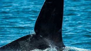 Ballenas francas del Atlántico Norte, en peligro de extinción, hacen una parada en Cape Cod