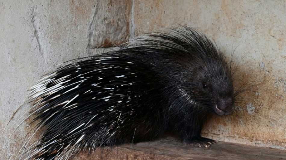  Stachelschweine in Th&uuml;ringen ausgebrochen 