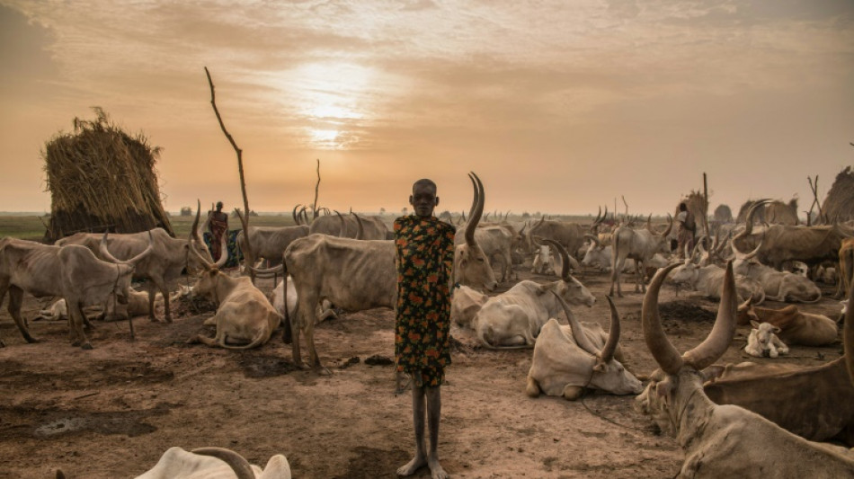 Studie: Mehr als eine Milliarde Kühe könnte bis 2100 unter Hitzestress leiden