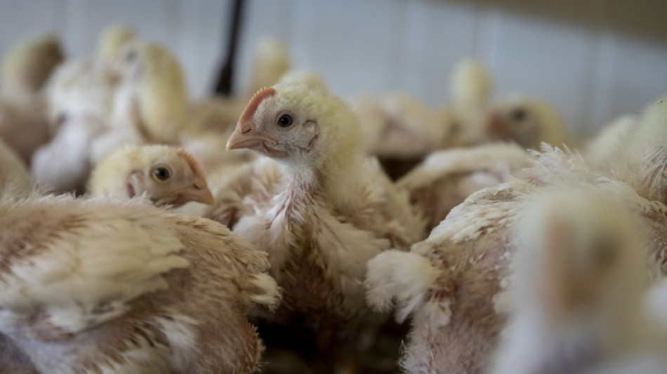  Denmark mulls banning turbo chickens 