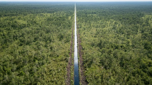 "Les poumons de la terre": le combat des Indonésiens pour sauver leurs tourbières